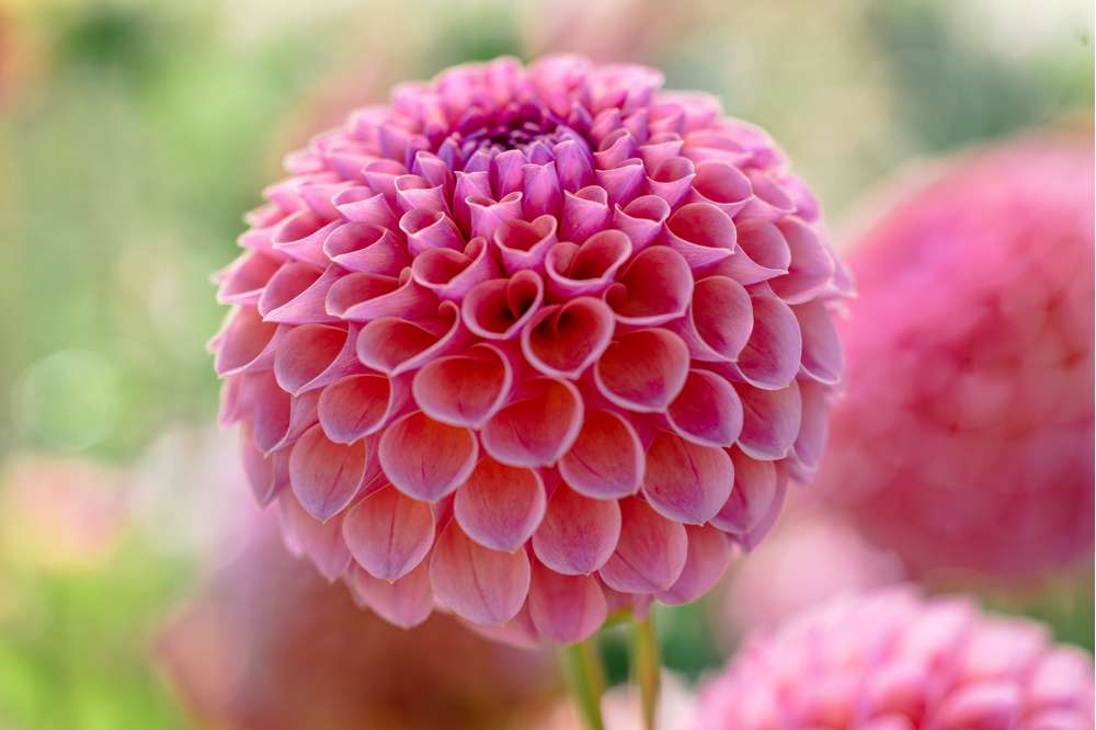 Dahlia 'Jowey Winnie'